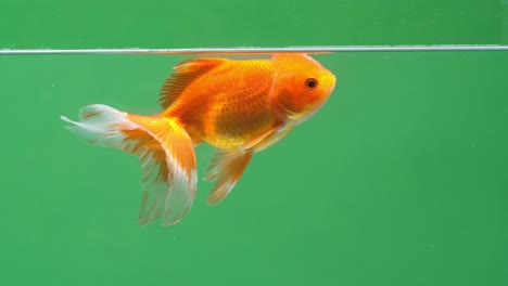 gold fish on green screen background