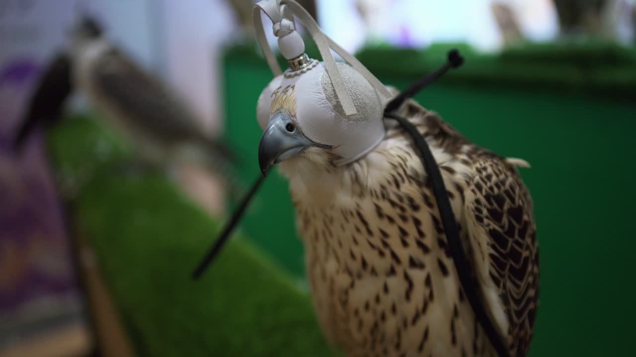 Portrait Of A Captive Hunting Falcon Wearing A Leather Hood To Reduce Stress During Training