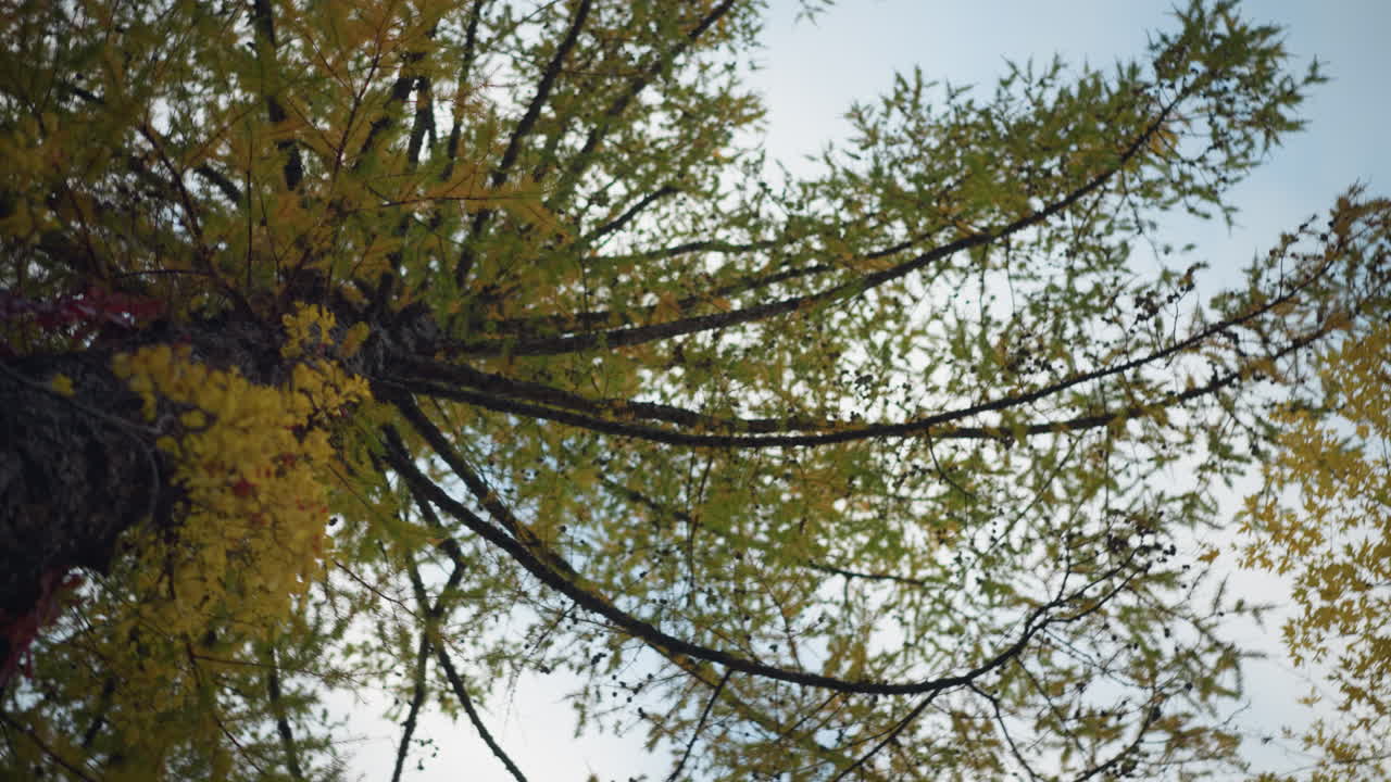 활기찬 가을 잎, 부드러운 가지, 밝은 잎자루와 은 하늘을 배경으로 한 푸른 나무의 경치가 평화로운 숲에서 자연의 아름다움을 보여줍니다.