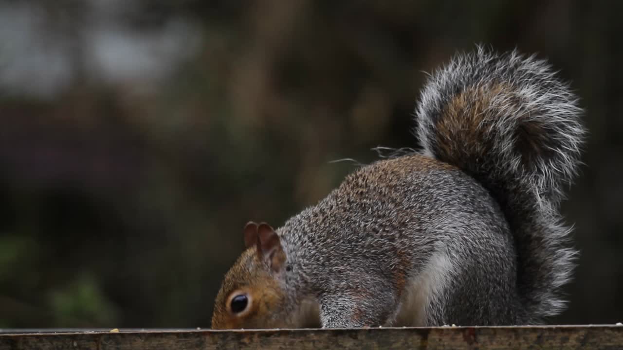 ardilla gris, sciurus carolinensis, en el jardín trasero. reino unido