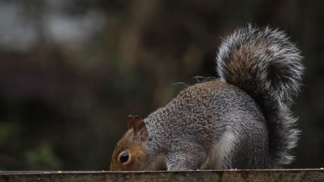 Ardilla-Gris,-Sciurus-Carolinensis,-En-El-Jardín-Trasero.-Reino-Unido