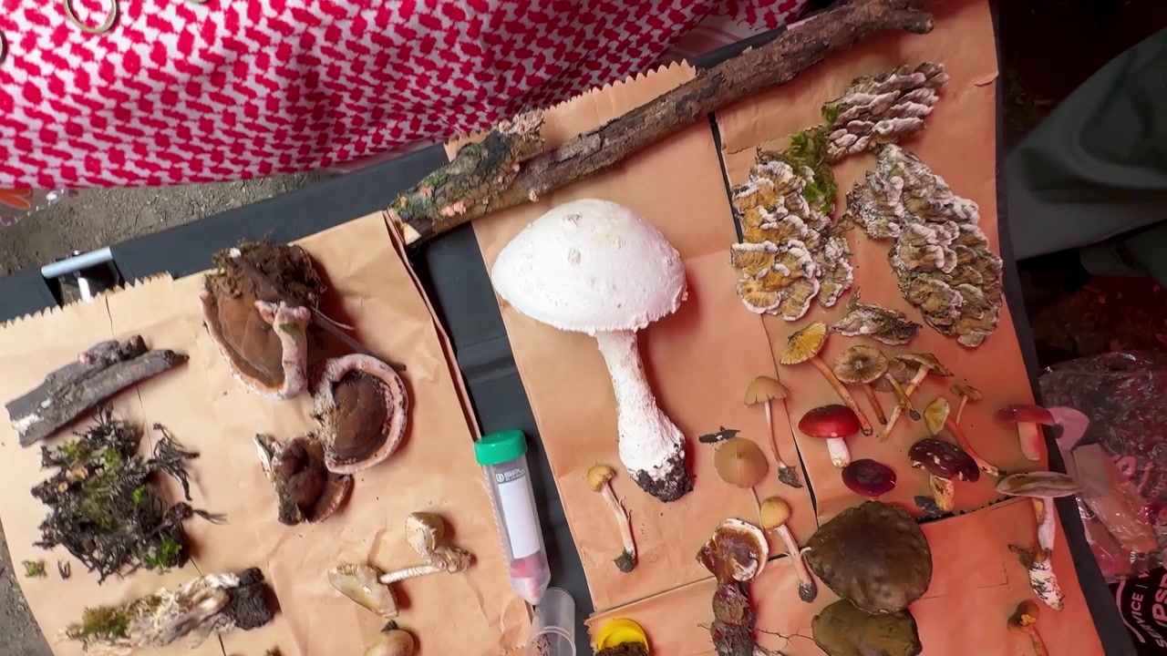 Een verscheidenheid aan schimmels op een rustieke tafel, in een vochtig boslandschap met rottend hout, wat de bosdiversiteit en het ecosysteem van het Hyrcanische Iran toont, met een levendig en kleurrijk panoramisch uitzicht op de natuurlijke flora.