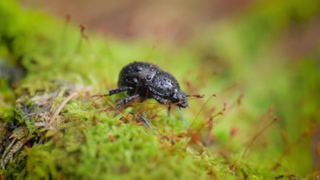 Anoplotrupes-Stercorosus,-El-Escarabajo-Dor,-Es-Una-Especie-De-Escarabajo-Pelotero-Perteneciente-A-La-Familia-Geotrupidae,-Subfamilia-Geotrupinae.