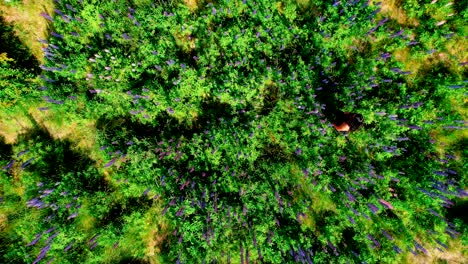 new zealand milford sound drone aerial shot of girl walking through lupins