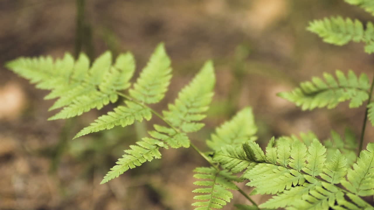 helecho en el bosque 5