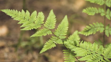 森林中的蕨类植物 5