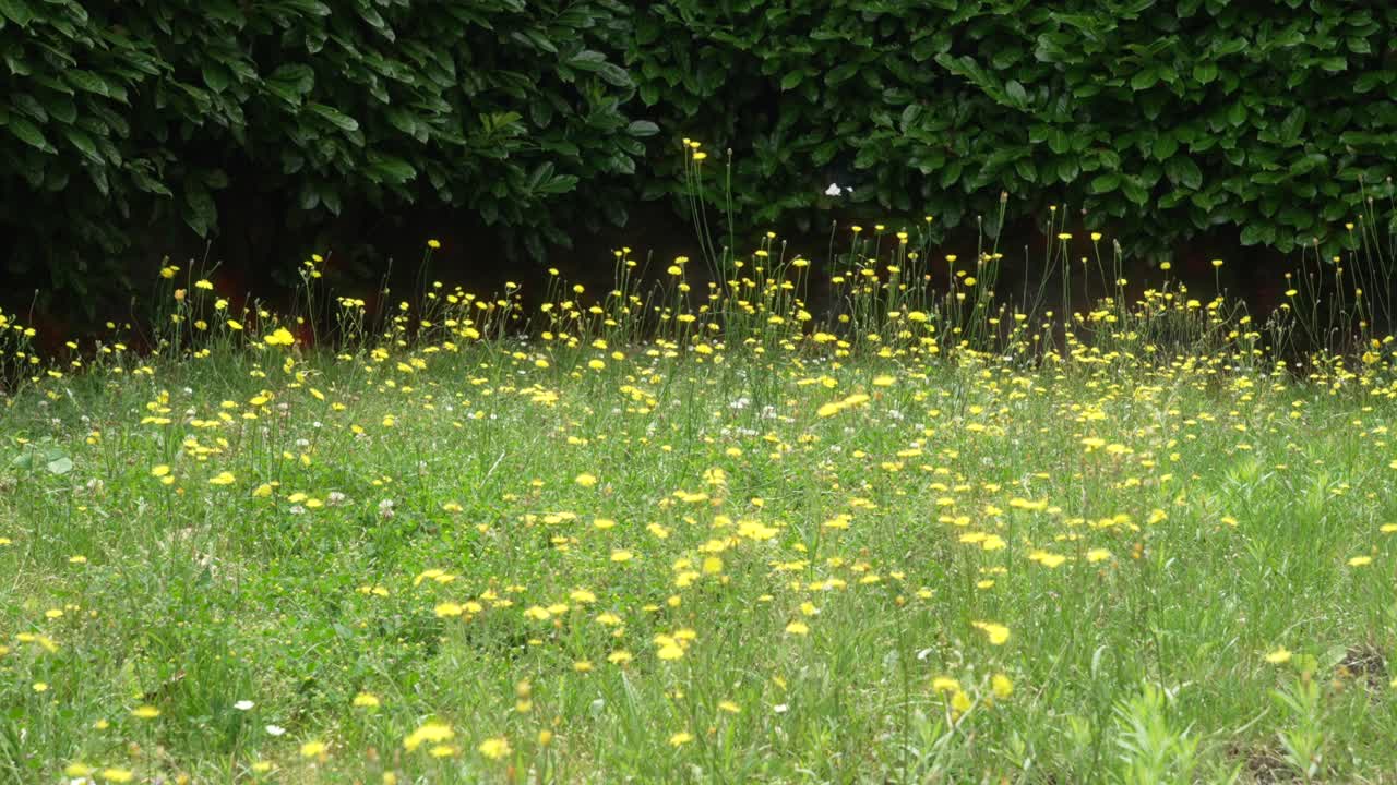 Yellow Wildflowers in a Green Meadow