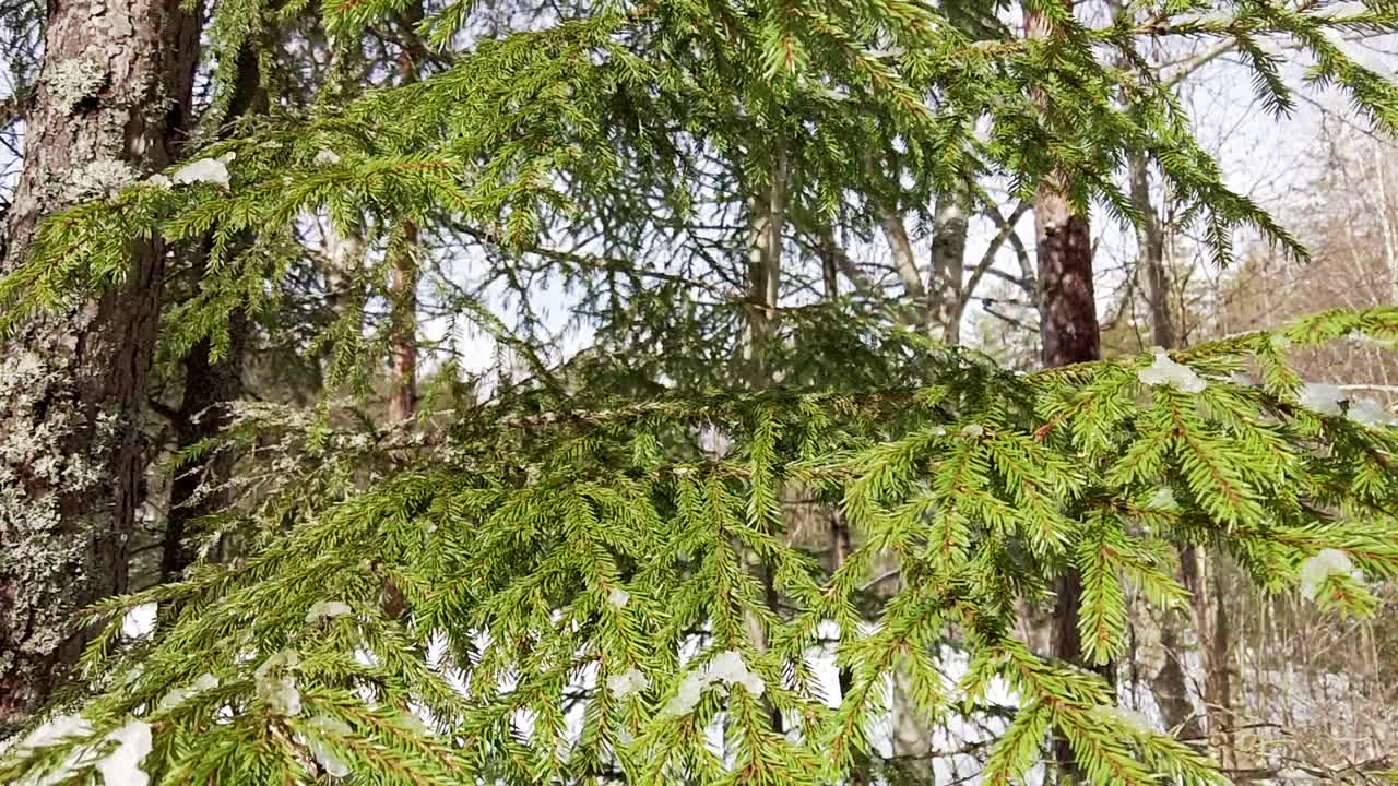 흔들리는 가문비나무 가지에서 떨어지는 녹는 눈의 슬로우모션 비디오