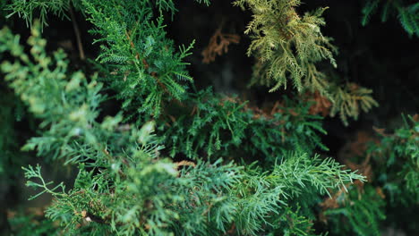 close-up of evergreen branches