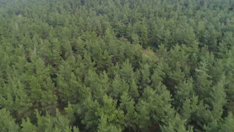 A-quiet-dirt-road-in-the-middle-of-a-forest-in-Greece