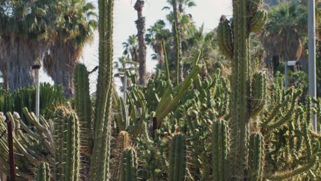 close up green cactus with yellow spines within a desert environment, city park in barcelona, montjuic. african background