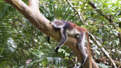 zanzibar red colobus monkey sleeping on branch, looking as if dead