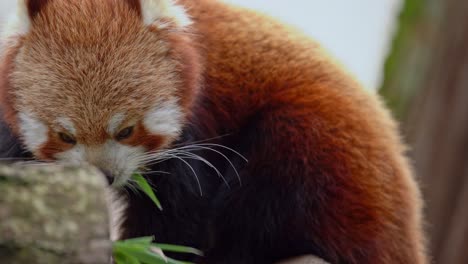 red panda ailurus fulgens feeding on bamboo leaves, eye level close-up