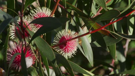 Abeja-Con-Polen-En-Las-Piernas-Aterrizando-En-La-Planta-Hakea,-Durante-El-Día-Soleado-Maffra-Australia-Cámara-Lenta