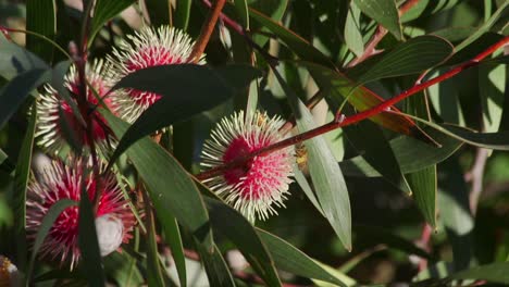 abeja con polen en las piernas aterrizando en la planta de hakea, cámara lenta durante el día soleado maffra australia