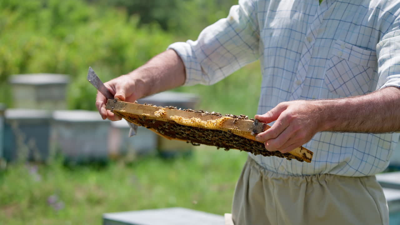 Adult man in usual clothes holding frame in his hands. Beekeeper checks the honeycombs and puts it back to the hive. Blurred backdrop.