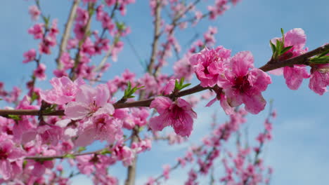close up of peach blossoms swaying under the spring sun