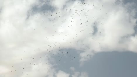 Vista-De-Hermosas-Aves-Volando-Juntas-Desde-Un-Crucero-Por-El-Río-Nilo