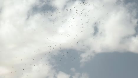 vista de hermosas aves volando juntas desde un crucero por el río nilo