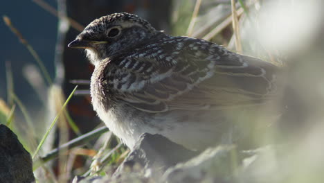 Closeup-Of-Horned-Lark-Chick-At-Sheep-Mountain-In-Kluane-National-Park,-Yukon,-Canada