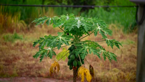 primer plano de un pájaro colorido en un árbol de papaya el salvaje