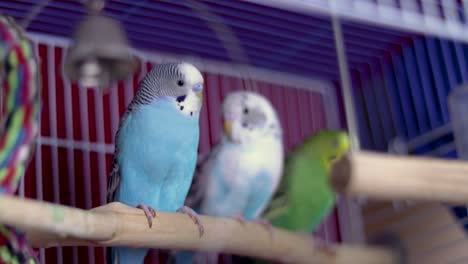 A-beautiful-baby-blue-parakeet-is-sitting-on-a-bench-in-the-cage