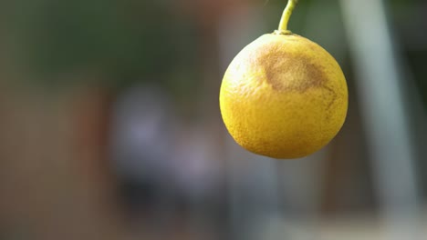 ripe lemon hanging from tree