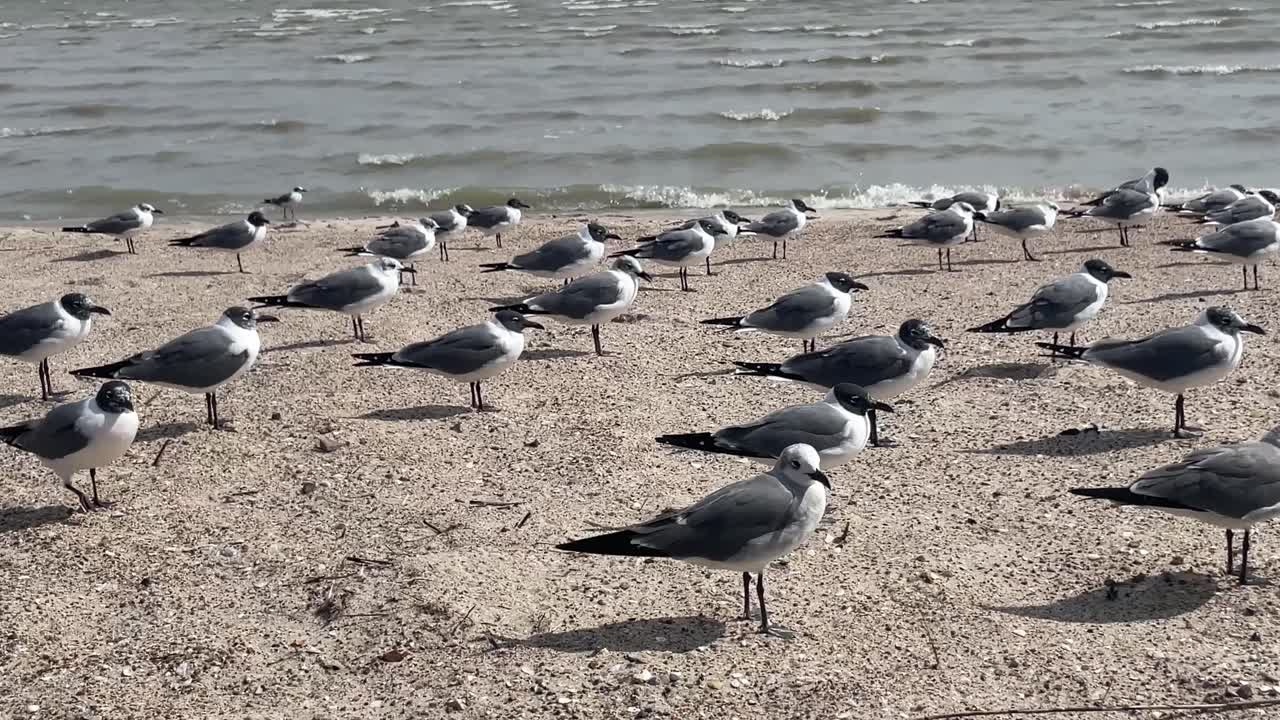 Sea Birds on the beach in the wind UHD