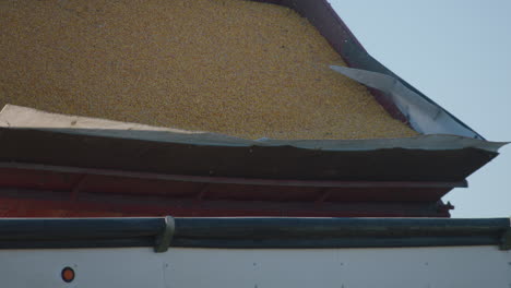 harvest grain being poured into trailer, sunny day, slow motion