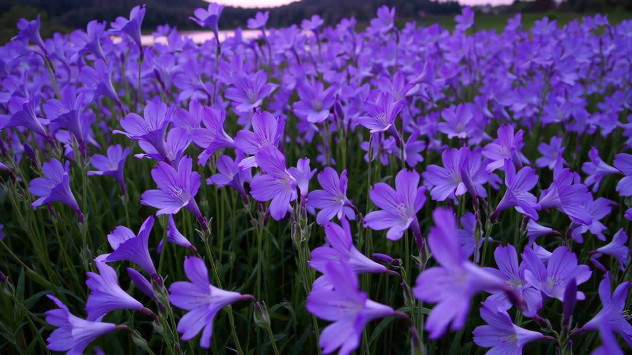 Purple Sunset over Lake and Purple Flowers Field