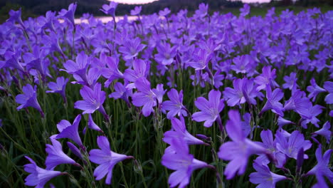 purple sunset over lake and purple flowers field