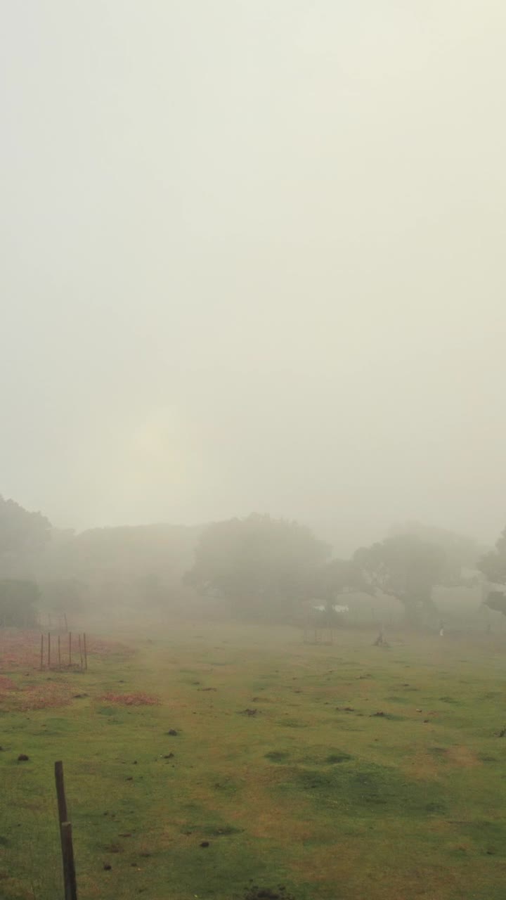 Misty Meadow Landscape