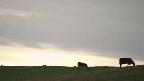 two cows grazing on a hill with sun on tha background