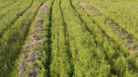 Deer-in-Nature,-wild-animal-capture-in-agricultural-field