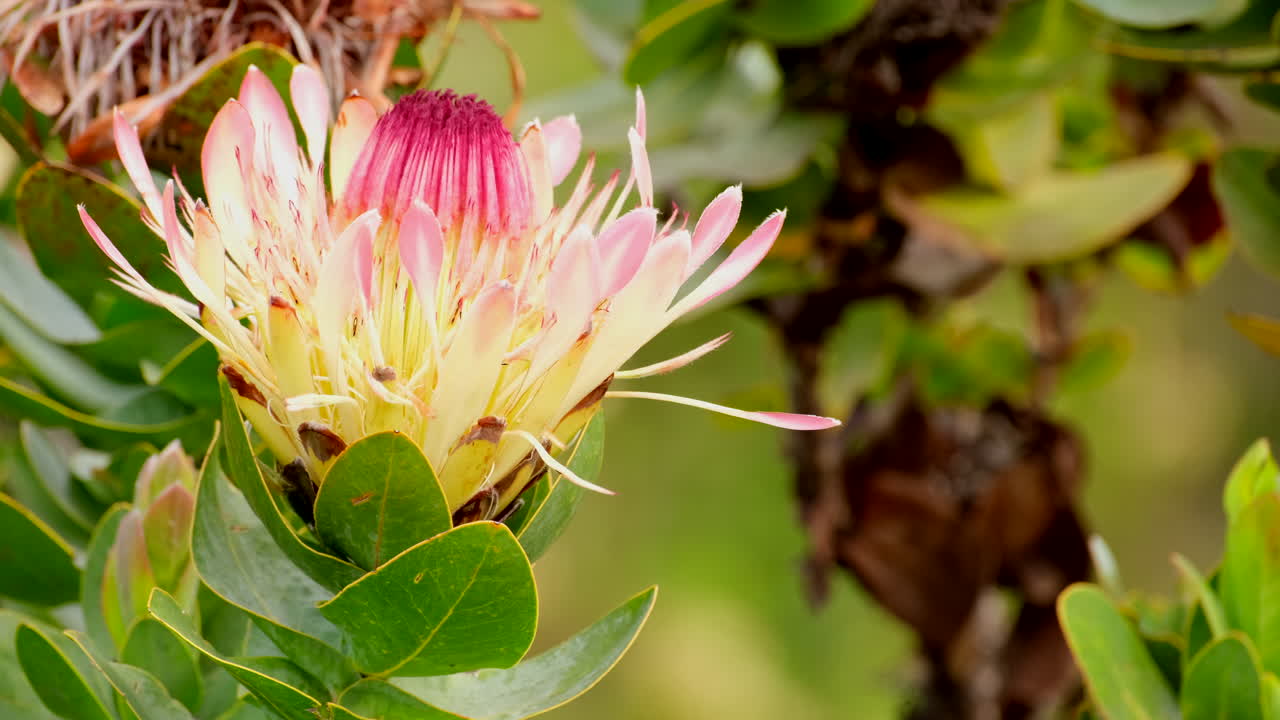 Close-up on striking flower of Sugarbush protea in fynbos vegetation