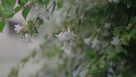 flores blancas de abelia empapadas de lluvia en tokio, japón
