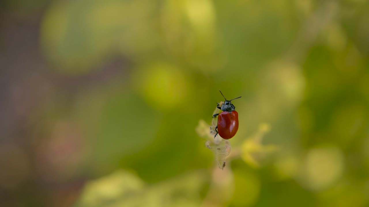 Very close up macro shot of a small red ladybug walking on top of a plant, Spring in France