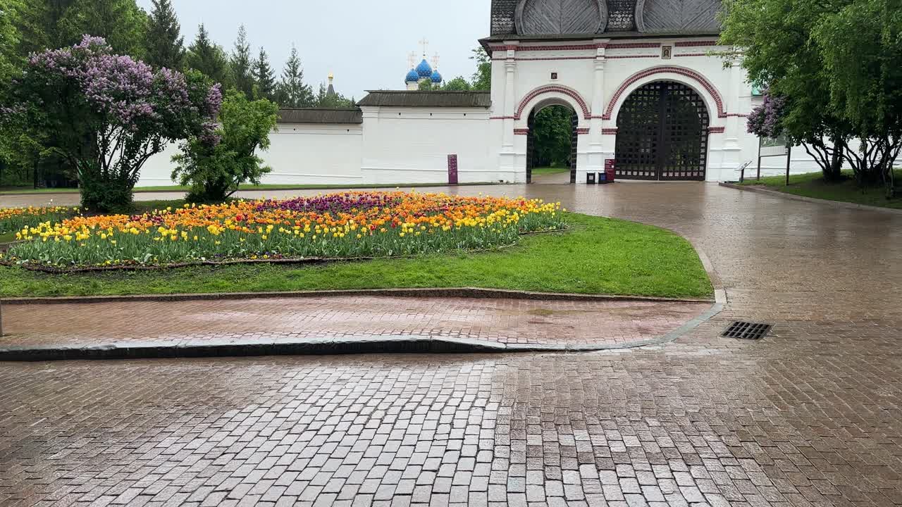 Rain, blooming tulips, gray morning at the entrance to the park (4K 60 fps, in motion)