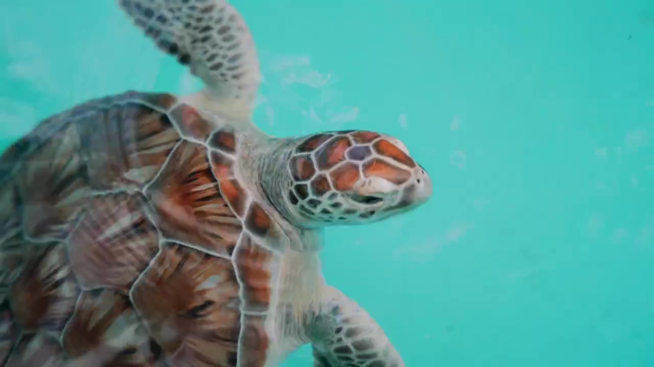 Young sea turtles marine wildlife swimming together in clear turquoise water up-close
