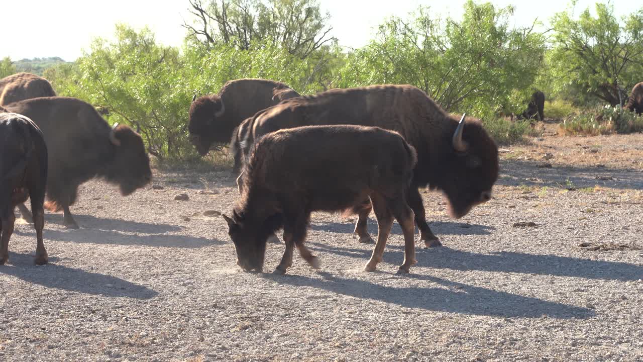 manada de bisontes comiendo y caminando