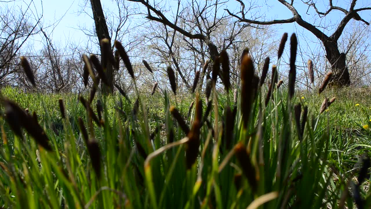 Frühlingsgras. Im Frühling aufgenommen