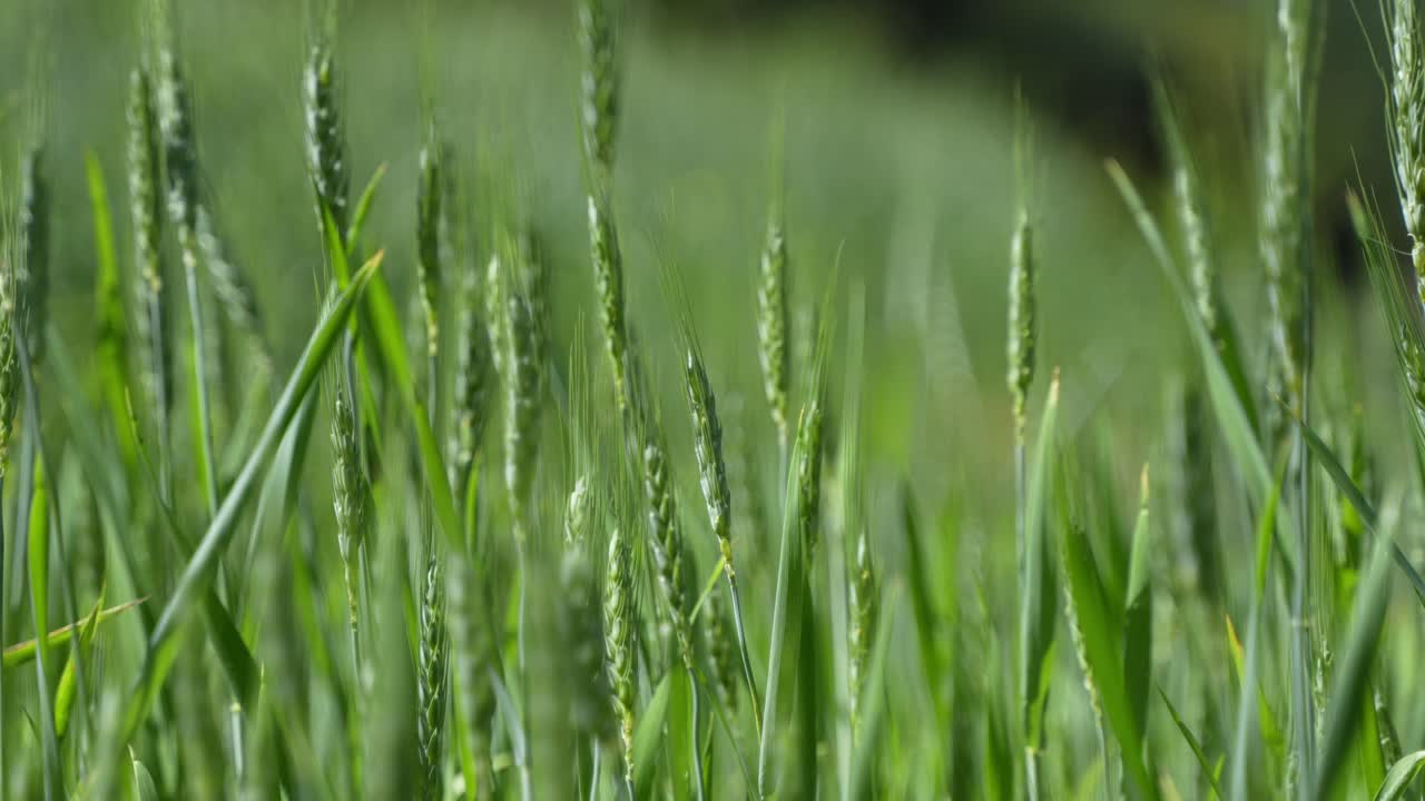 Wheat cultivated in the hilly areas.