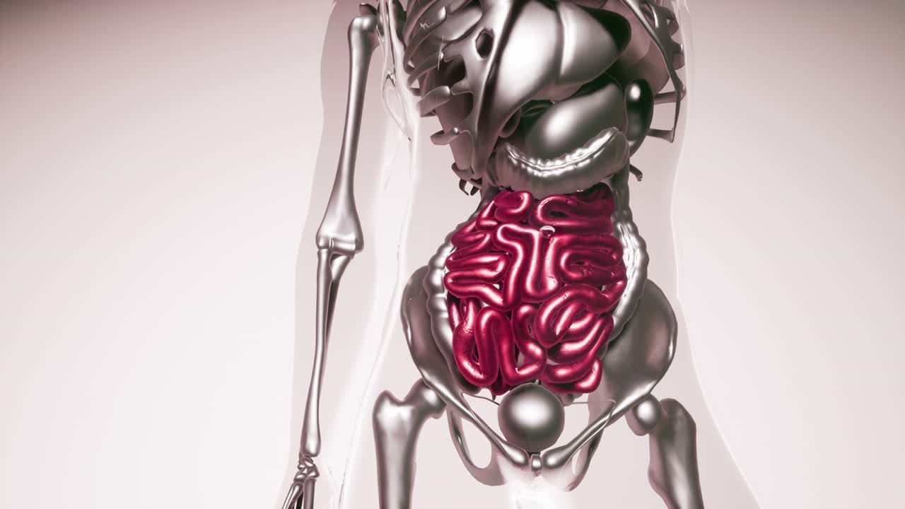 Human Intestine Model with all Organs and Bones
