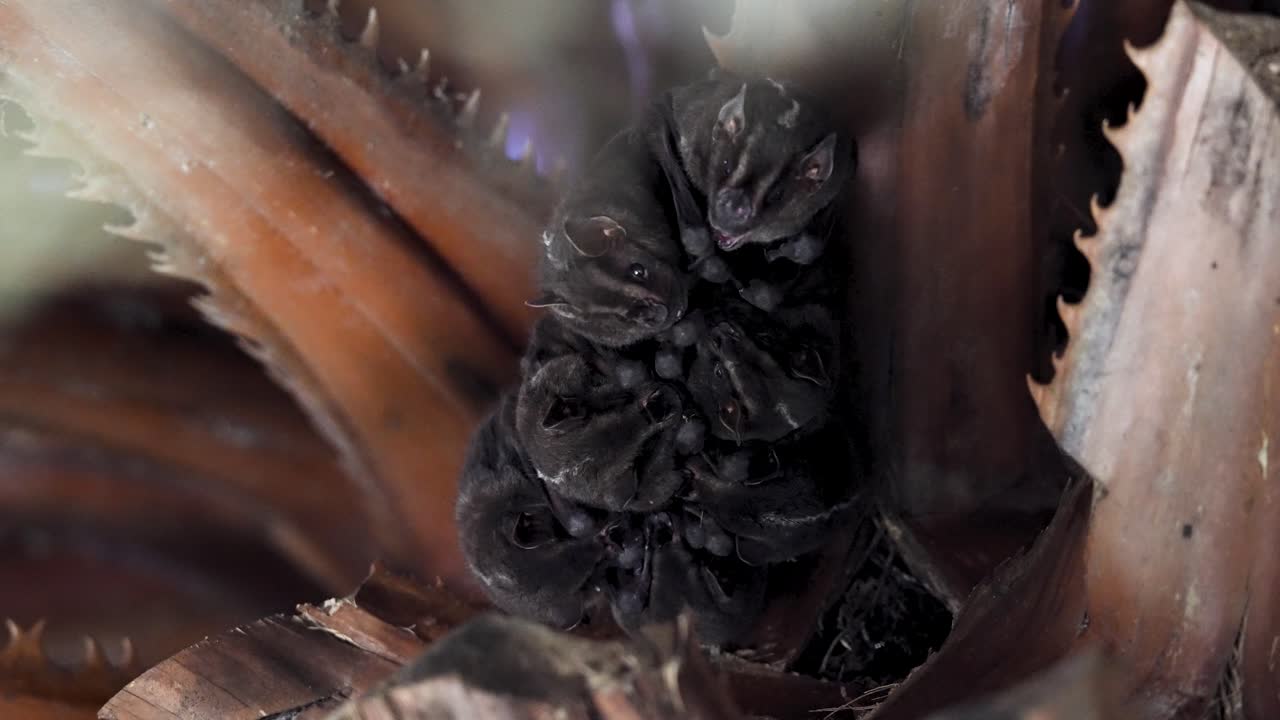 Bats Showing Fangs While Hanging (Slow Motion Variant 2)