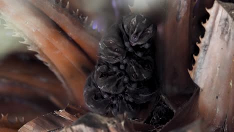 bats showing fangs while hanging (slow motion variant 2)