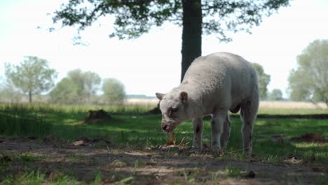 lamb grazing in a field