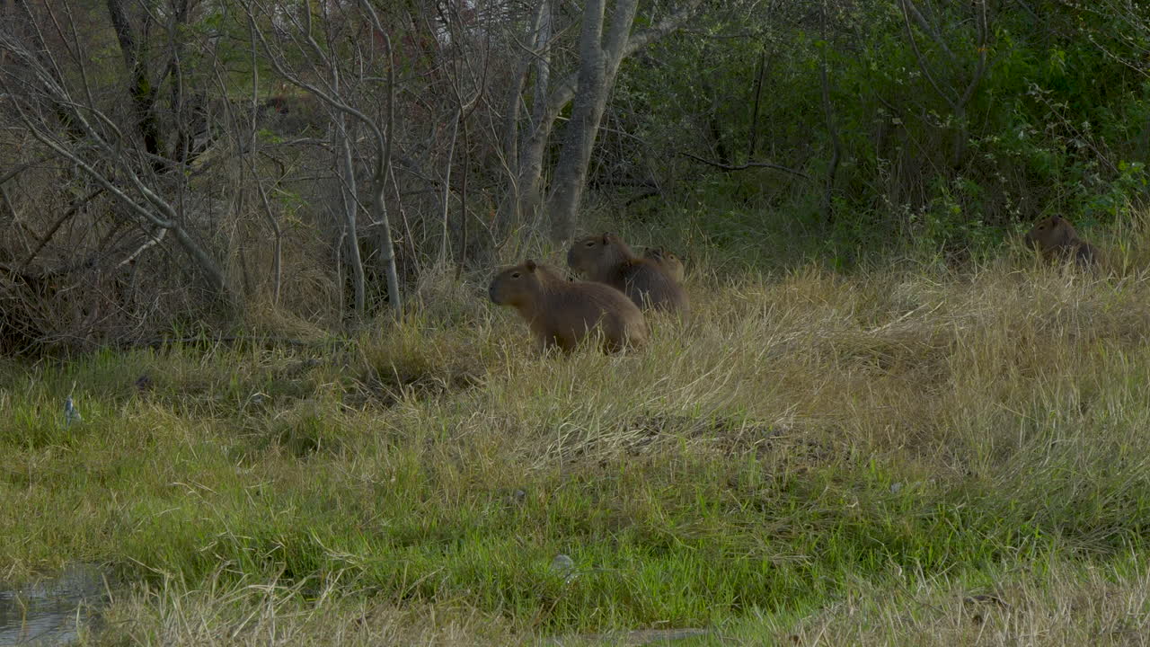 Three capybaras rest peacefully in the tall, dry grass, surrounded by leafless trees in a serene forest, blending naturally with their surroundings