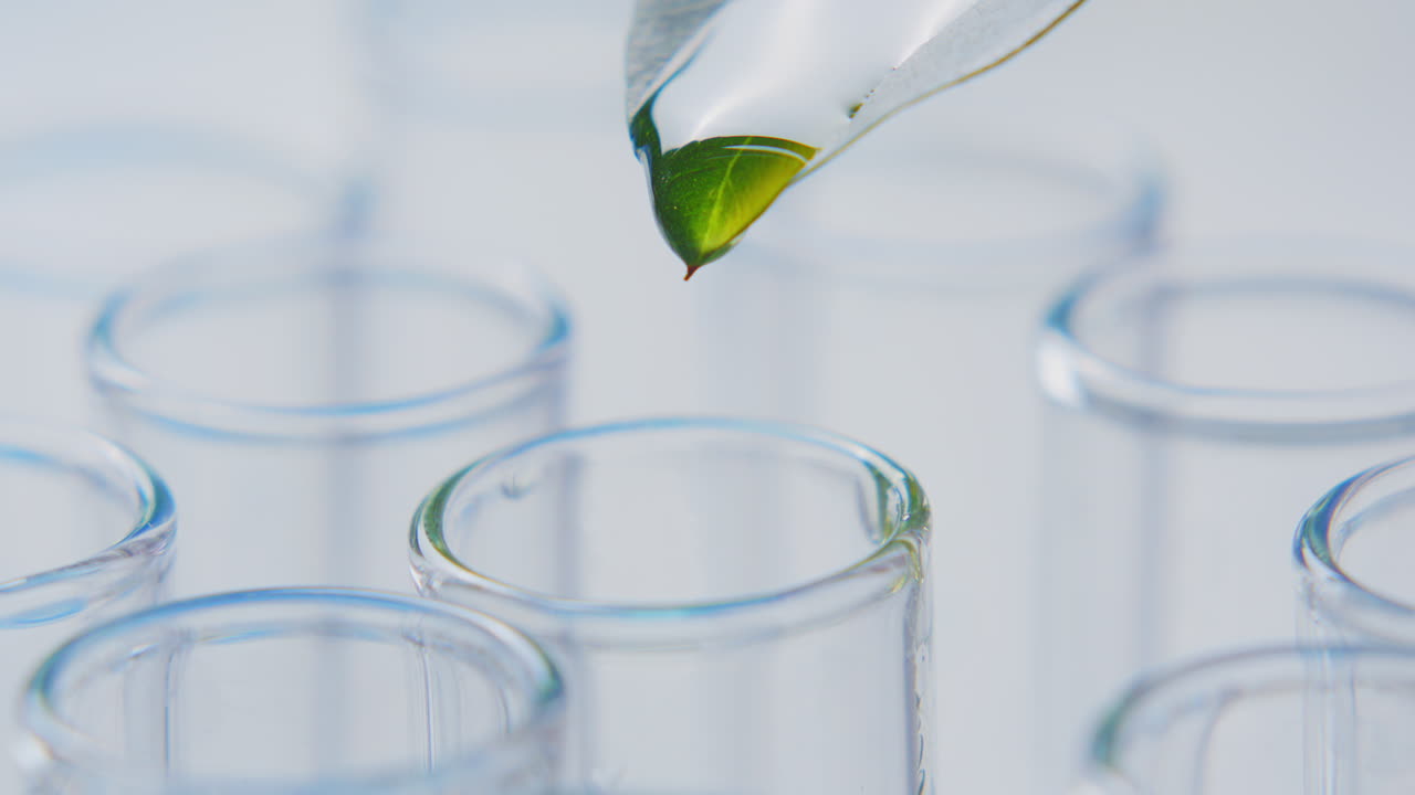 Dripping Yellow Plant Extract from Leaf into Laboratory Test Tube