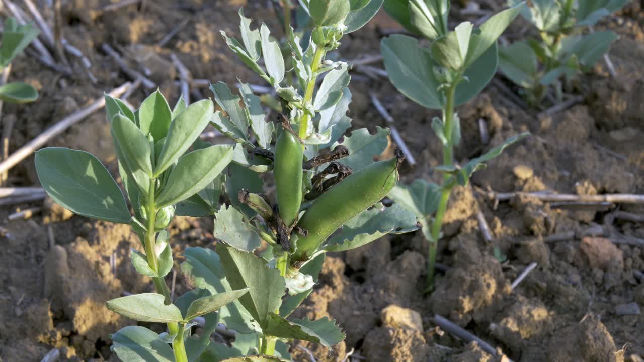 Bean pods on bean plant in british country side. Macro Top shot