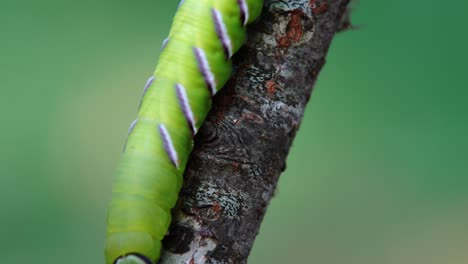 Privet-hawk-moth-caterpillar-crawling-down-a-tree-branch